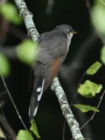 Yellow-billed Cuckoo at Lake Lynn, Raleigh NC