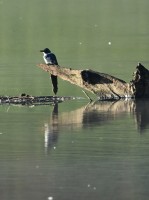 Belted Kingfisher at Shelley Lake, Raleigh NC