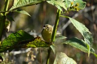 Common Yellowthroat at Umstead SP--Big Lake, Raleigh NC