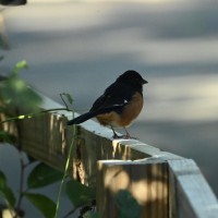Eastern Towhee at Umstead SP--Big Lake, Raleigh NC