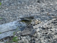 Palm Warbler at Umstead SP--Big Lake, Raleigh NC