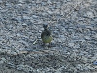 Palm Warbler at Umstead SP--Big Lake, Raleigh NC