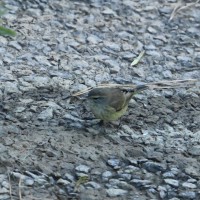 Palm Warbler at Umstead SP--Big Lake, Raleigh NC