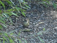 Palm Warbler at Umstead SP--Big Lake, Raleigh NC