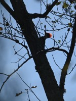 Pileated Woodpecker at Umstead SP--Big Lake, Raleigh NC