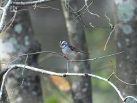 White-throated Sparrow at Umstead SP--Big Lake, Raleigh NC
